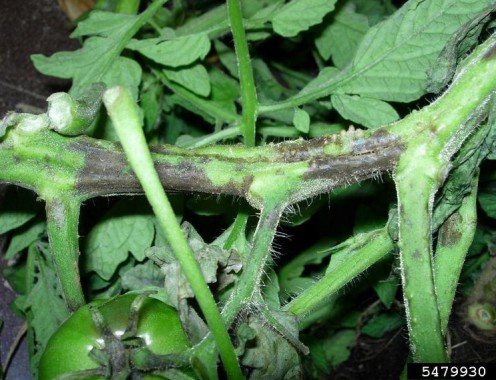 Late blight tomato digital document .jpg